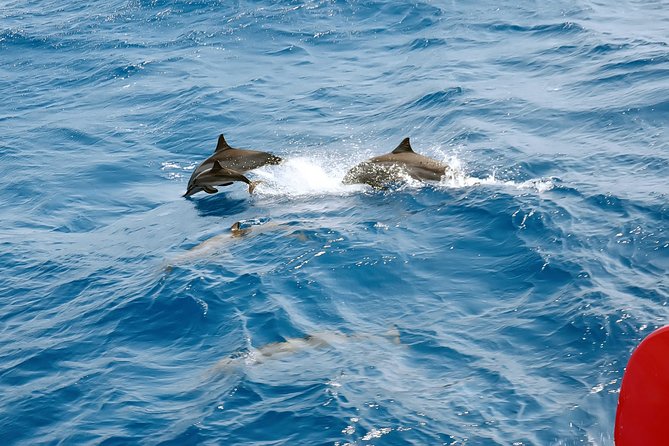 Private Speed Boat to Magawish Island's Hidden Wonders - Hurghada - Where the Experience Can Fall Short