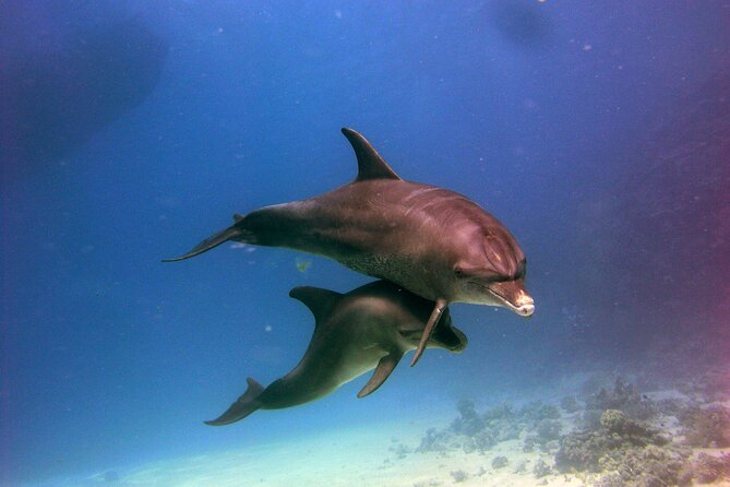 Private Speed Boat to Magawish Island's Hidden Wonders - Hurghada - Who Will Enjoy This Hurghada Boat Trip