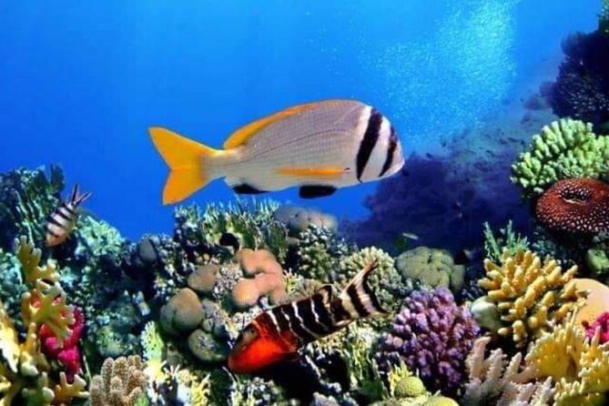 Private Transfers From Luxor To Hurghada - Leaving Hurghada for Luxor by private car