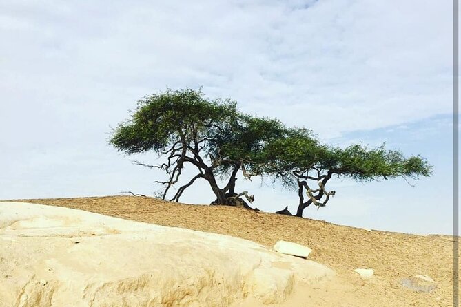 Private White Desert tour one Full day from Cairo - White Desert National Park and its chalk formations