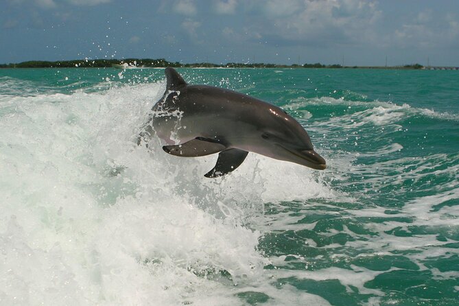 Private Yacht Cruise to Dolphin House with Lunch : Hurghada - Optional excitement after the main water stops