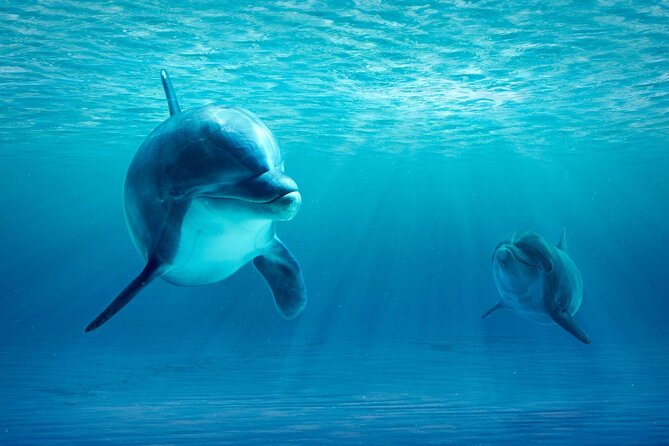 Private Yacht Cruise to Dolphin House with Lunch : Hurghada - Who will get the most from this trip