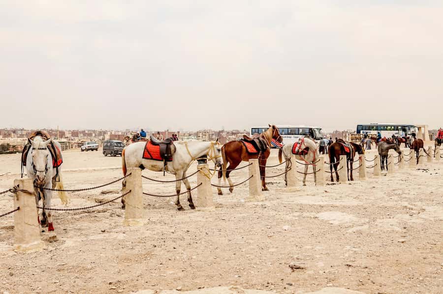 Pyramids of Giza and Great Sphinx: Private Half-Day Tour - Transport, timing, and the add-on question