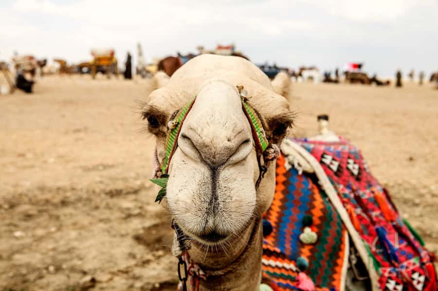 Pyramids of Giza and Great Sphinx: Private Half-Day Tour - Value at $65 per person