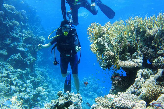 Ras Mohamed and White Island Snorkeling Trip and One Stop Diving-Sharm El Shiekh - The 8 a.m. hotel pickup and port transfer