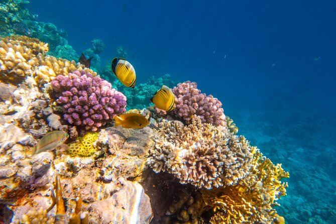 Ras Muhammed & White Island Snorkeling Sea Trip - Sharm El Sheikh - Lunch, drinks, and life aboard the boat