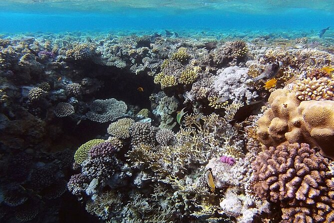 Ras Muhammed & White Island Snorkeling Sea Trip - Sharm El Sheikh - How good is the $25 value?