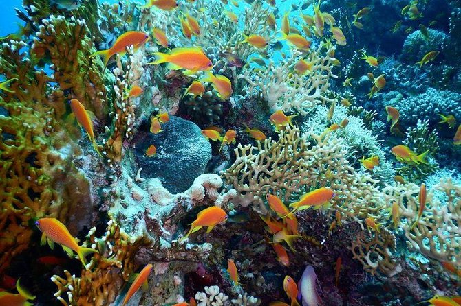 Red Sea Diving Trip from Hurghada: Beginner to Advanced Divers - Five things to know before you book