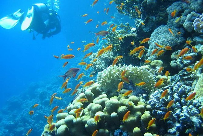Red Sea Diving Trip from Hurghada: Beginner to Advanced Divers - Small details that make the day easier