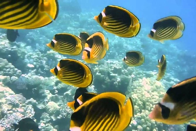 Red Sea Snorkeling from Hurghada - Giftun Island: pretty stop or wasted time?