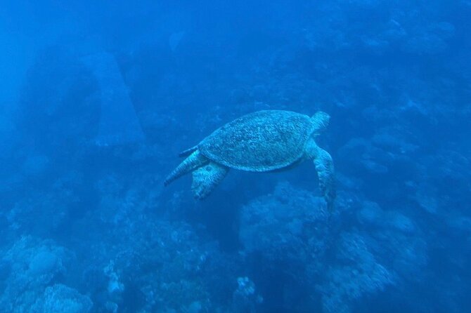 Safaga & Makadi Bay: Royal Seascope Submarine cruise with pickup - Optional snorkeling after the submarine
