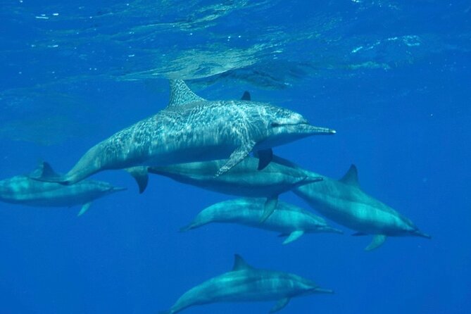 Safaga & Makadi Bay: Royal Seascope Submarine cruise with pickup - Why families tend to like this short excursion