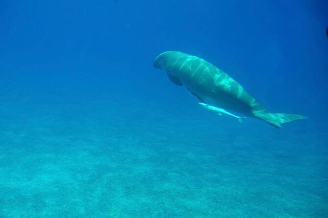 Safaga & Makadi Bay: Royal Seascope Submarine cruise with pickup - Is $23.26 good value?