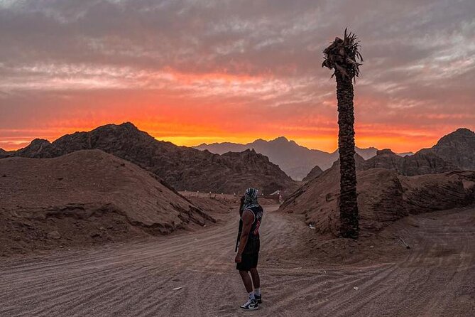 Safari 5 in 1 Quads, Camels, Show, Dinner & Star Gazing in Sharm El Sheikh - A brief camel ride and Bedouin tea