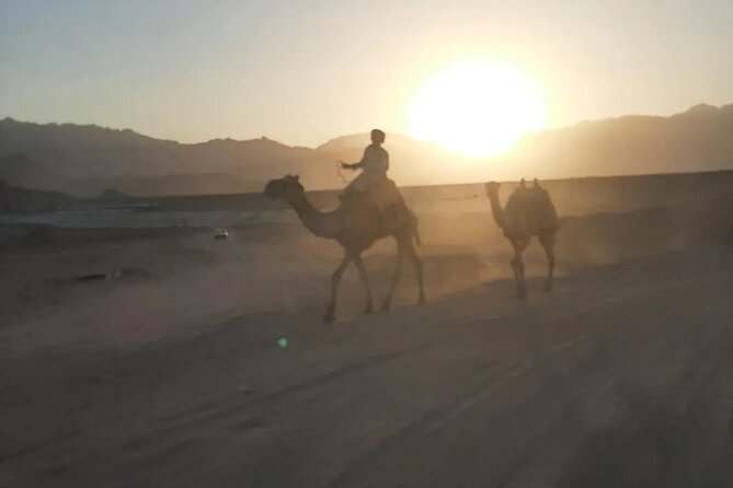 Safari 5 in 1 Quads Camels Star Gazing in Sharm El Sheikh - The evening show and a friendly guide