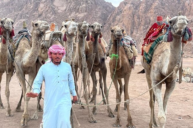 Safari Quad Bike Adventure, Camel, Show, Dinner & Stargazing - Why this Sharm el Sheikh evening works so well