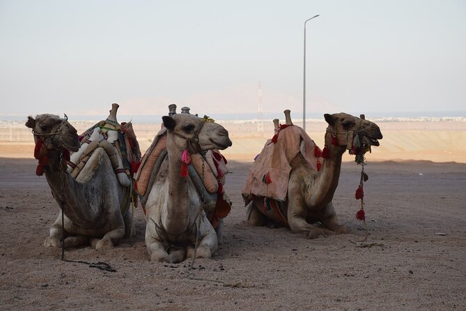 Safari Quad Bike Adventure, Camel, Show, Dinner & Stargazing - Who should book this desert adventure?