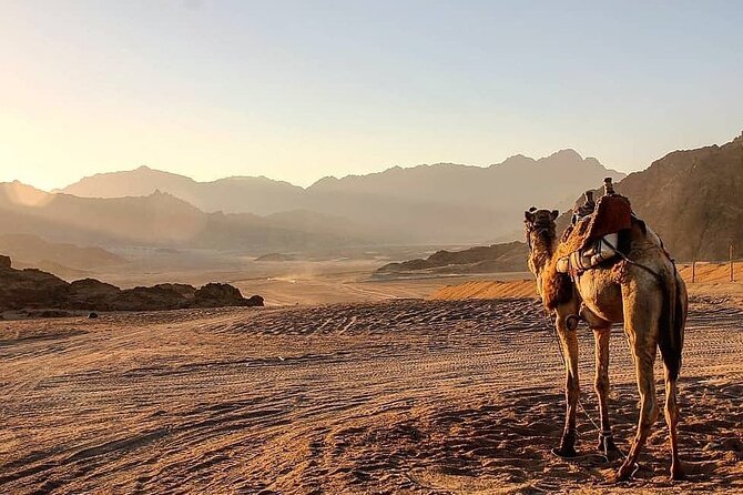 Safari quad, jeep, camel ride, show and dinner Hurghada - Who should book this desert safari?