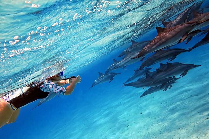 Sataya Dolphin House Snorkel Trip - Marsa Alam - Swimming near the dolphins at Dolphin House