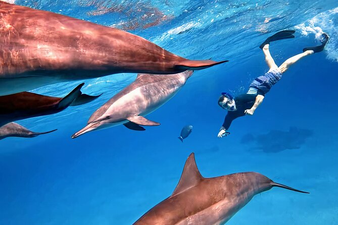 Sataya Dolphin House Snorkel Trip - Marsa Alam - The first briefing sets the tone