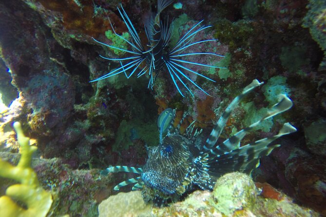 Scuba Diving 2 Dives from the Boat - First underwater session: choosing between Ras Mohamed and Tiran