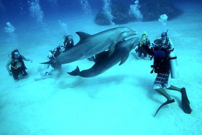 Scuba Diving Full Day Boat Trip for beginners With Lunch & Transfer – Hurghada - The Real Cost of a $24 Boat Day