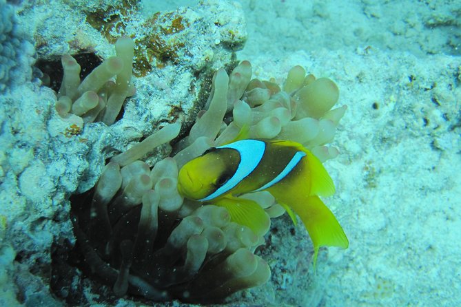 Semi Submarine Tour 2 Hours With Transfer - Sharm El Sheikh - What the semi-submarine actually offers