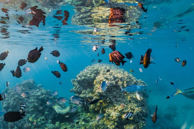 Semi Submarine Trip 2 Hours With Transfer from Sharm - Key points to know before you book