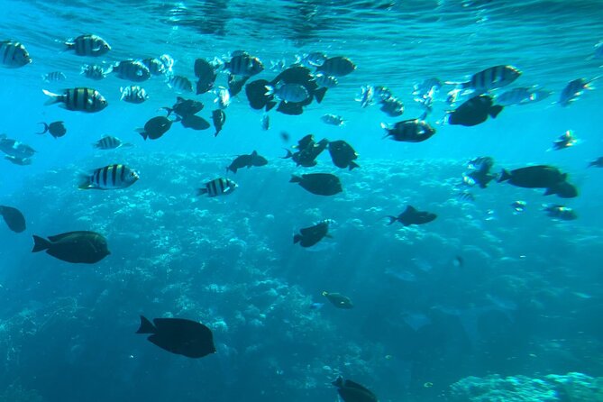 Semi Submarine Trip 2 Hours With Transfer from Sharm - Why the reef view works for non-snorkelers