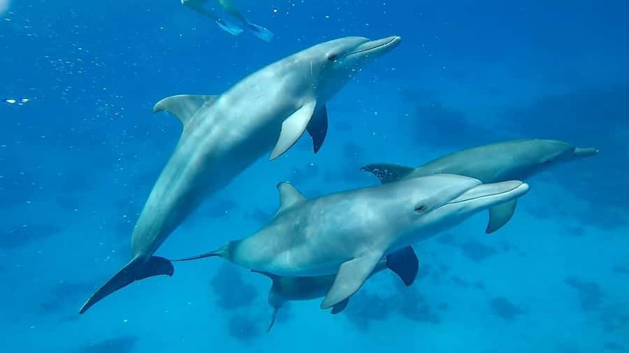 Sharm El Sheikh: Day sail to White island and Ras Mohamed - Should you book the Ras Mohamed and White Island cruise?