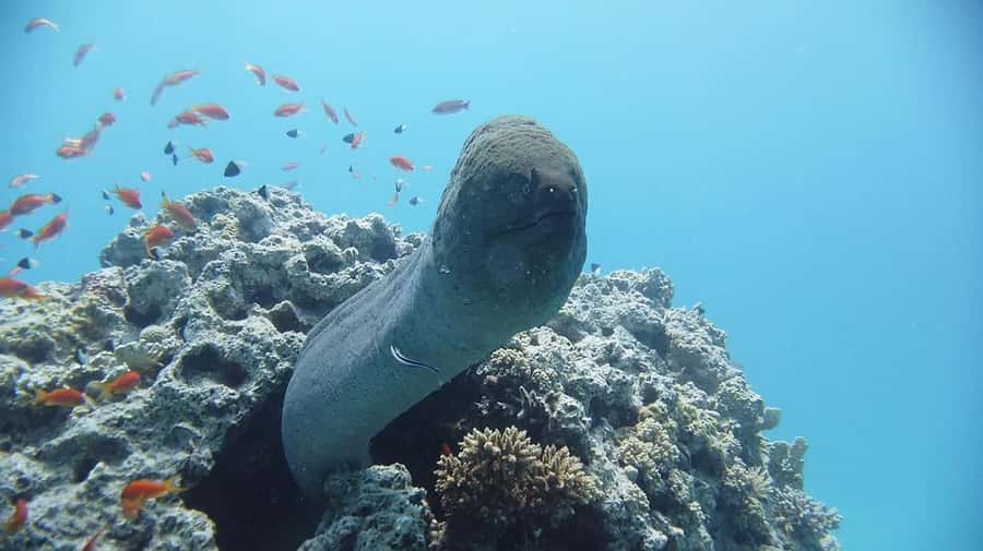 Sharm El Sheikh: Day sail to White island and Ras Mohamed - White Island is tide dependent, but often memorable