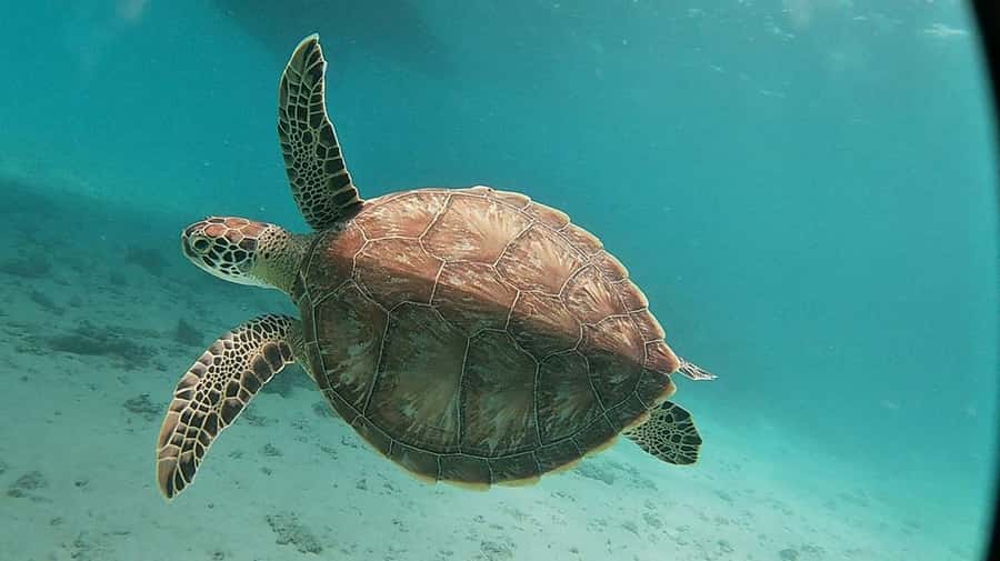 Sharm El Sheikh: Day sail to White island and Ras Mohamed - Who gets the most value from this $31 trip?