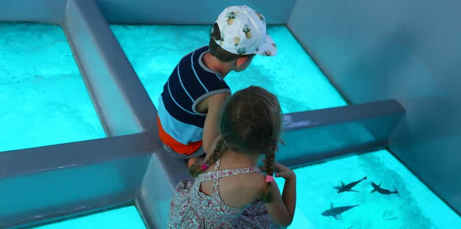 Sharm El Sheikh: Glass Bottom Boat Tour & Private Transfer - Key points to know before booking