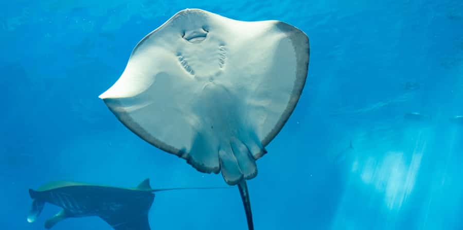 Sharm El Sheikh: Glass Bottom Boat Tour & Private Transfer - From your Sharm hotel to the glass boat dock