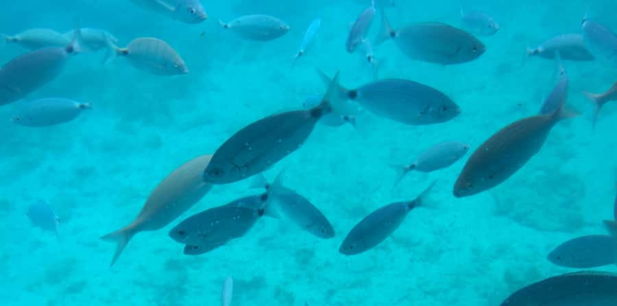 Sharm El Sheikh: Glass Bottom Boat Tour & Private Transfer - The real question: two hours or much less?