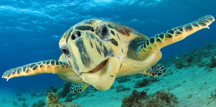 Sharm El Sheikh: Glass Bottom Boat Tour & Private Transfer - Snorkeling is not guaranteed
