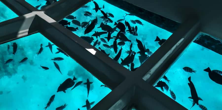 Sharm El Sheikh: Glass Bottom Boat Tour & Private Transfer - Looking through the glass-bottom boat