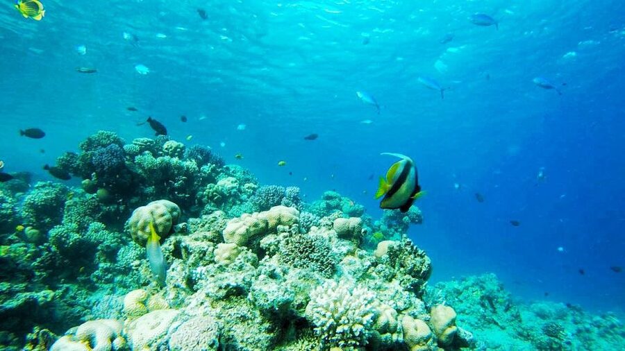 Sharm El-Sheikh: Parasailing, Camel Ride, Dive & Quad Bike - From Sharm El-Sheikh hotels to the Sinai desert