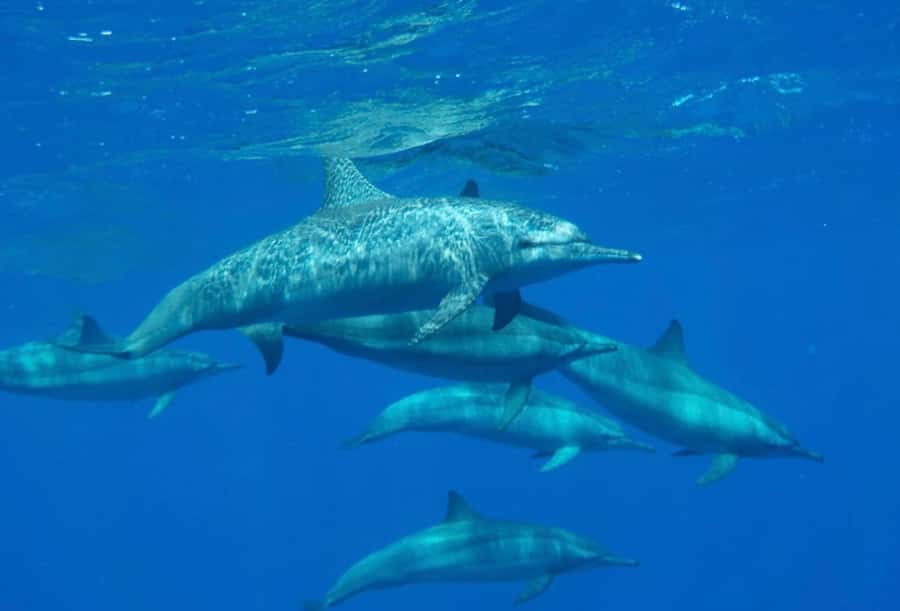 Sharm el-Sheikh: Premium Ras Mohammed & White Island Cruise - Is the $30 price good value?
