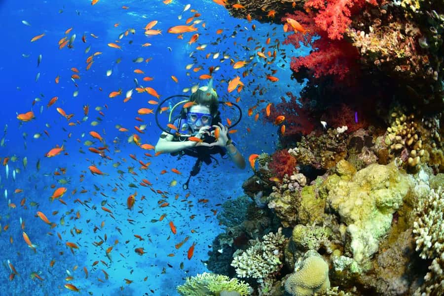 Sharm El Sheikh: Ras Mohamed & White Island Dive & Snorkel - White Island: Sand in the Middle of the Sea