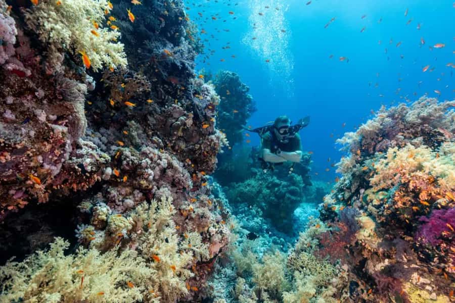 Sharm El Sheikh: Ras Mohamed & White Island Dive & Snorkel - What the $29 Price Really Buys You