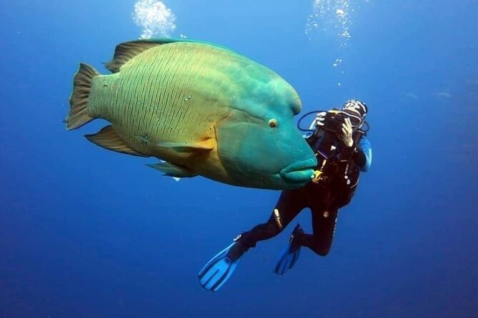 Sharm El Sheikh: Ras Mohamed, White Island, Snorkel and Diving - Why Ras Mohamed makes this boat trip worthwhile