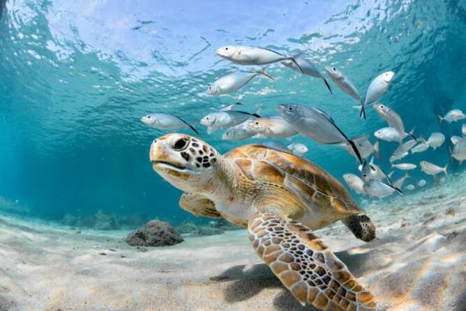 Sharm El Sheikh: Ras Mohamed, White Island, Snorkel and Diving - Lunch on board: simple, filling and useful