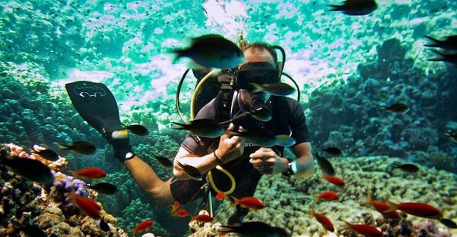 Sharm El Sheikh: Ras Mohamed & White Island Snorkel or Dive - Key points at a glance