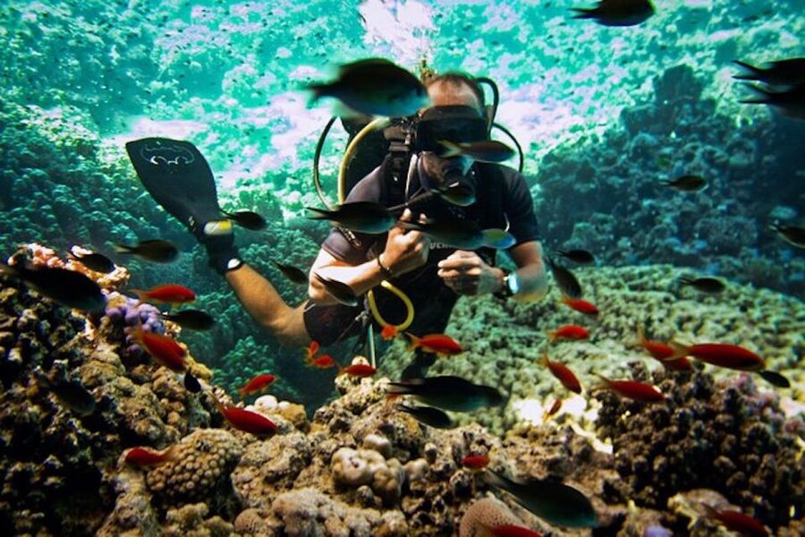 Sharm El Sheikh: Ras Mohamed & White Island Snorkel or Dive - Leaving Sharm El Sheikh for Ras Muhammad