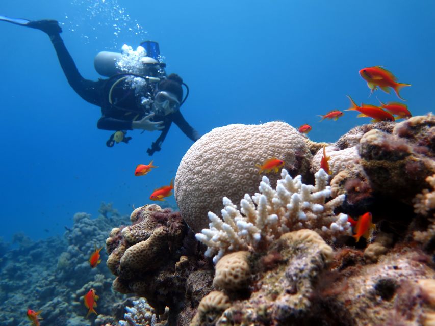 Sharm El Sheikh: Ras Mohamed & White Island Snorkel or Dive - The $18 price and what it really means