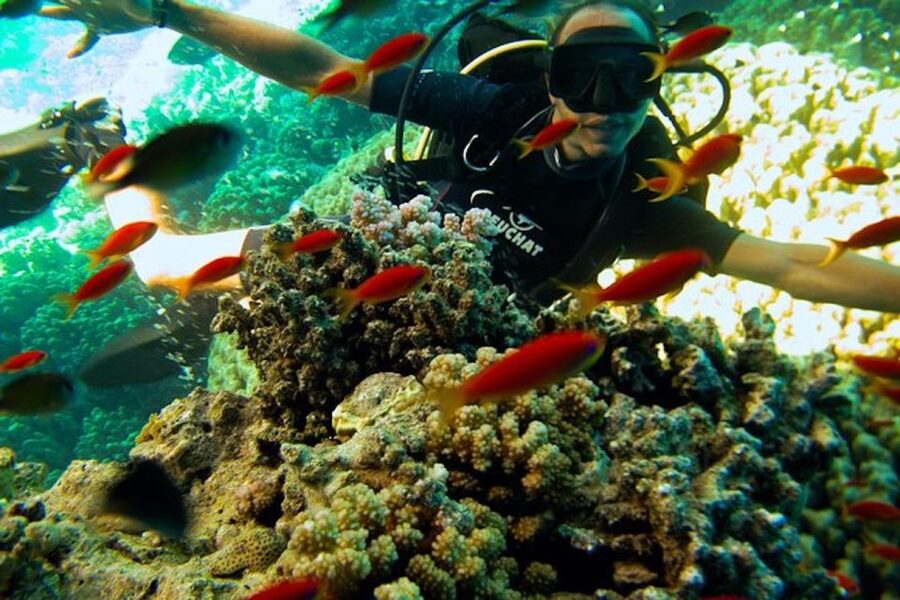 Sharm El Sheikh: Ras Mohamed & White Island Snorkel or Dive - Choosing between snorkeling, scuba, and the night option