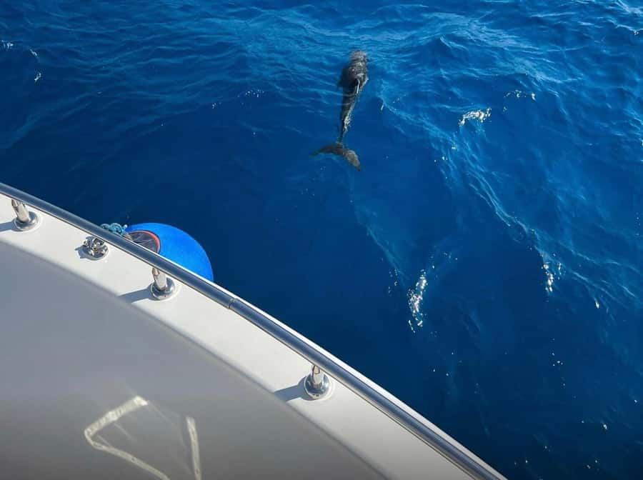 Sharm el-Sheikh: Ras Mohammed Elite VIP Cruise and BBQ Lunch - A barbecue and seafood lunch worth planning around