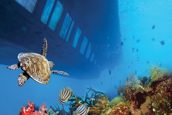 Sharm El-Sheikh: Royal Seascope Submarine cruise in with pickup - What the Royal Seascope experience is really like