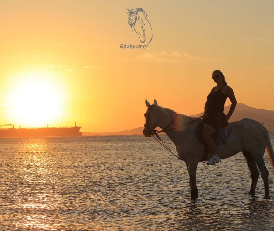 Sharm El Shiekh: Beach and City Desert Horse Riding Tour - Learning the basics before leaving